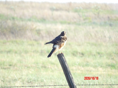 Northern Harrier