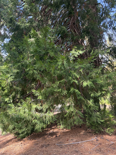 iNaturalist observation photo of California incense-cedar