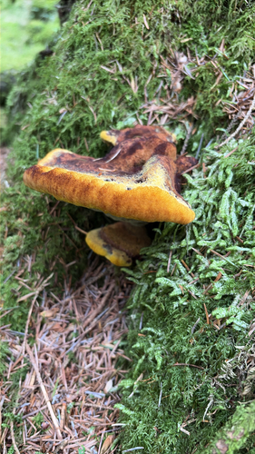 European Dyer's Polypore