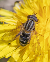 Anasimyia bilinearis