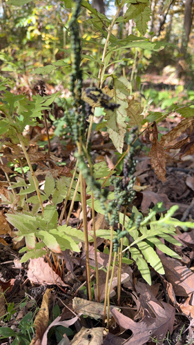 sensitive fern