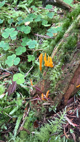 Jelly-antler