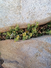 Calceolaria caleuana