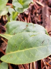 Veronica plantaginea
