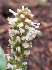 Veronica plantaginea