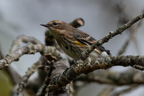 Yellow-rumped Warbler