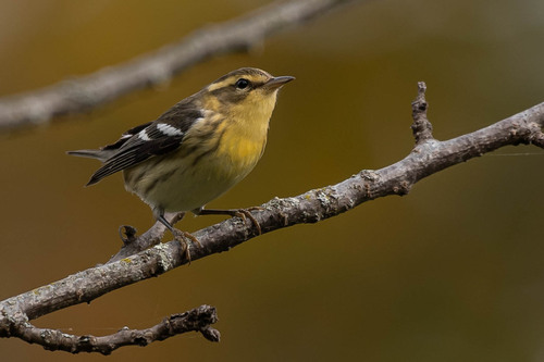 Blackburnian Warbler