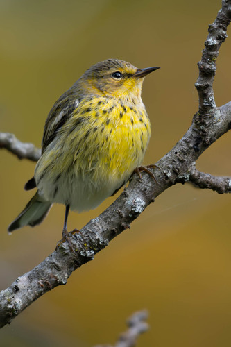Cape May Warbler
