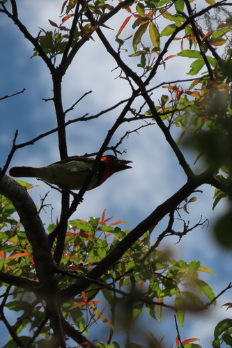 iNaturalist image