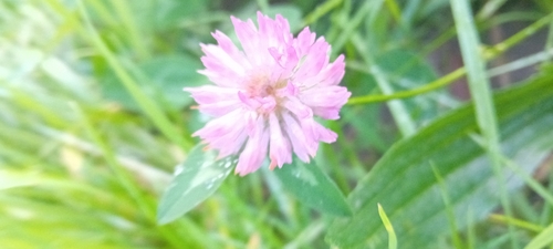Red Clover
