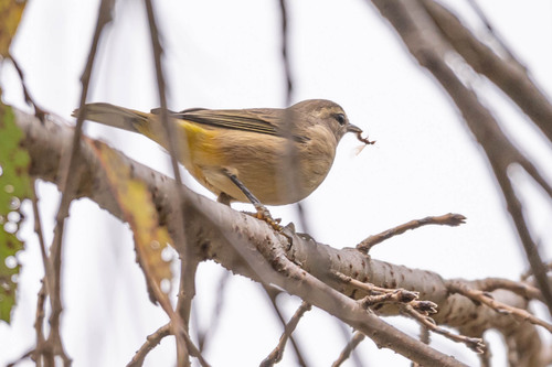 Palm Warbler