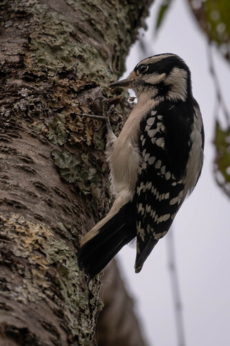 Downy Woodpecker