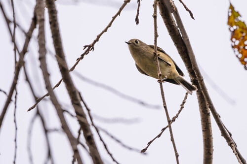 Ruby-crowned Kinglet