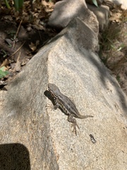 Sceloporus graciosus gracilis