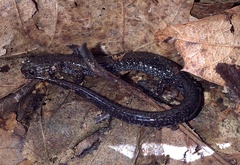 Plethodon hoffmani