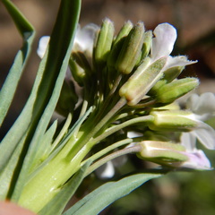 Boechera stricta