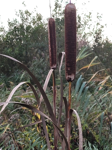 broadleaf cattail