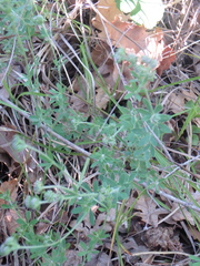 Dorycnium