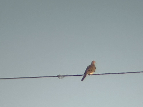 Mourning Dove