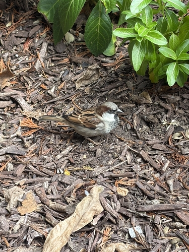 House Sparrow
