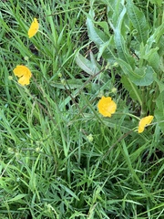 Ranunculus polyanthemos