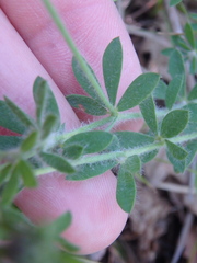 Dorycnium