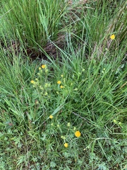 Ranunculus polyanthemos