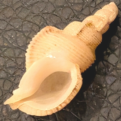 Phyllocoma convoluta observed 2025-12-14