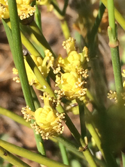 Ephedra coryi