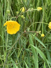 Ranunculus polyanthemos