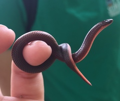 Carphophis amoenus amoenus