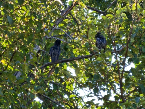 European Starling
