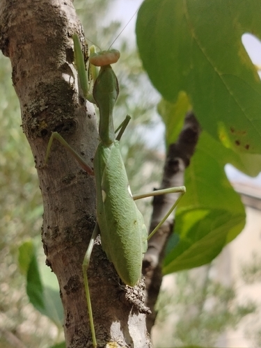 Giant African Mantis