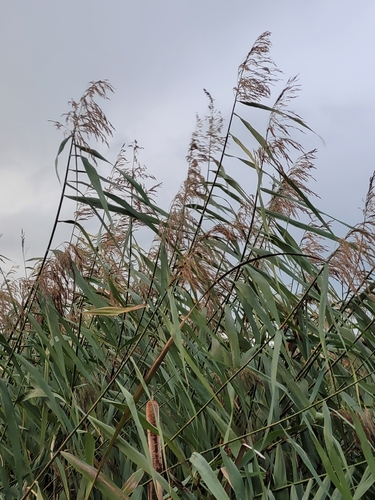 common reed