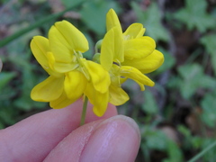 Coronilla coronata