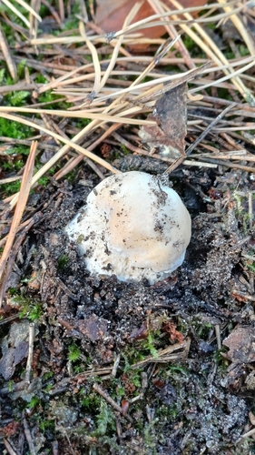 King Bolete