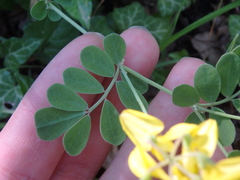 Coronilla coronata