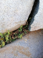 Calceolaria caleuana