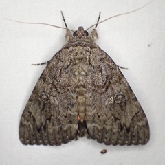 Catocala umbrosa