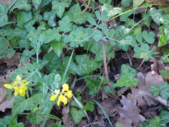 Coronilla coronata