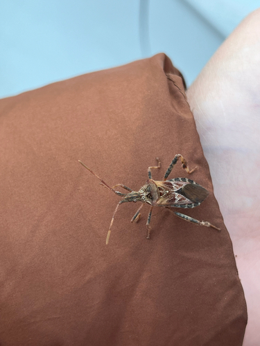 Western Conifer Seed Bug