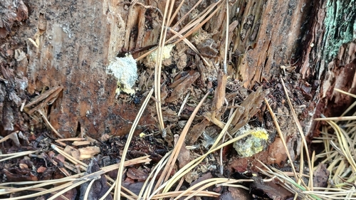 Dog Vomit Slime Mold