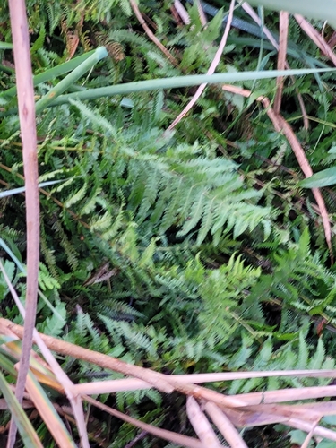 marsh fern