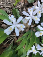 Irideae