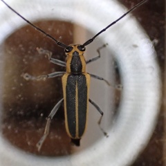 Saperda lateralis