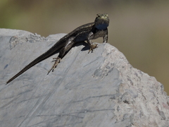 Sceloporus edbelli