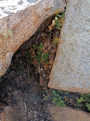 Calceolaria caleuana