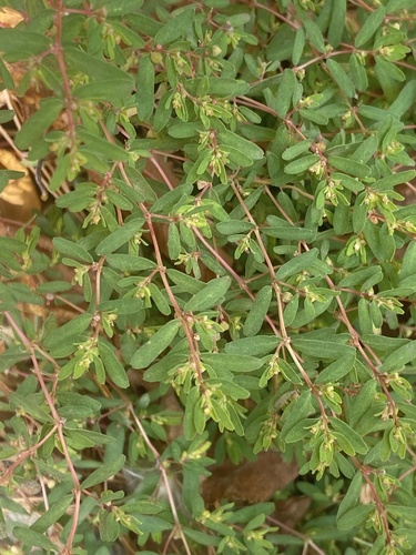 Euphorbia glyptosperma observed 2026-10-10