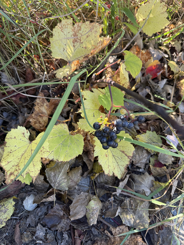 riverbank grape