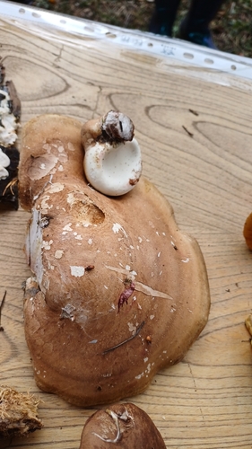 birch polypore